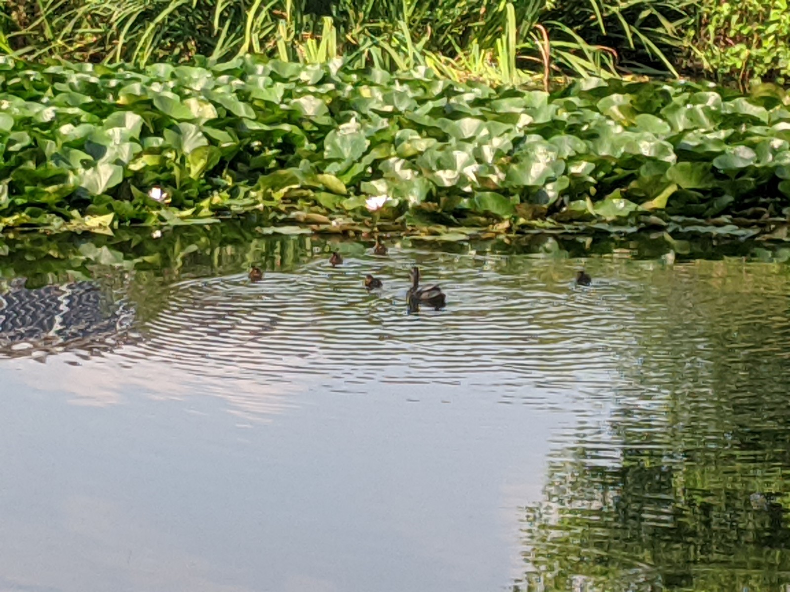 Nine new ducklings, some hidden in the lillies, August 12th